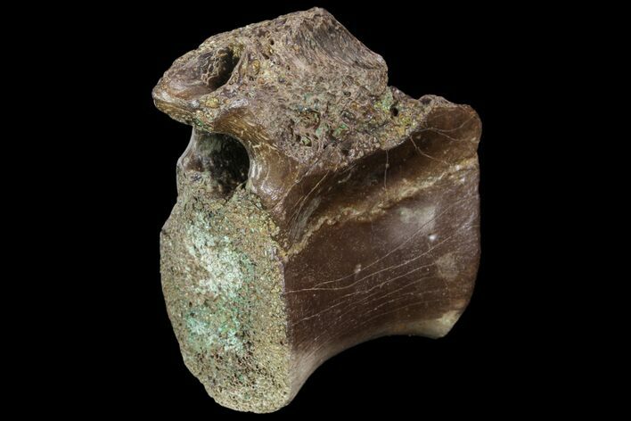 Ornithimimid Cervical Vertebra - Alberta (Disposition #-) #97053